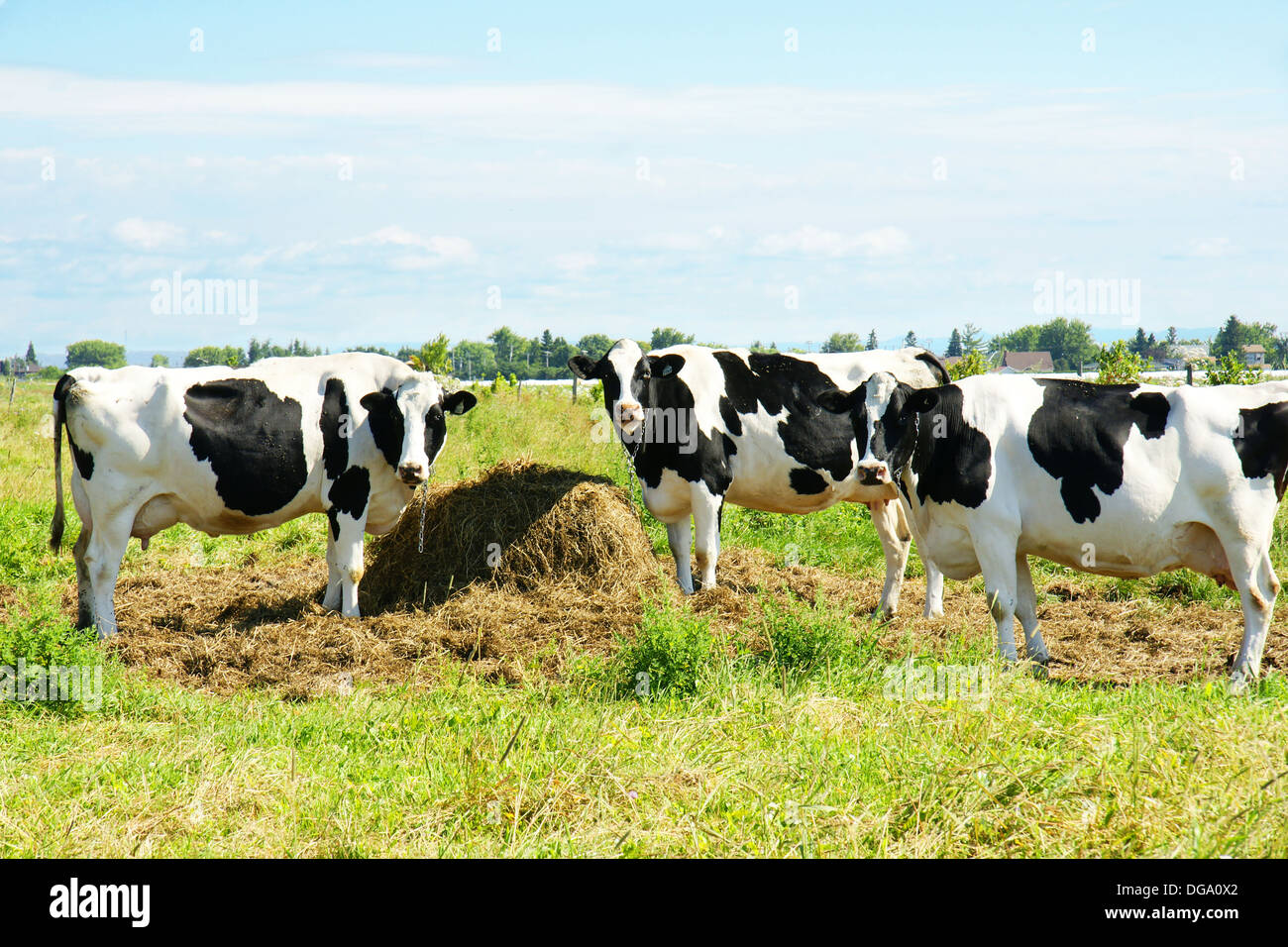 Holstein cows in the field looking at camera Stock Photo - Alamy