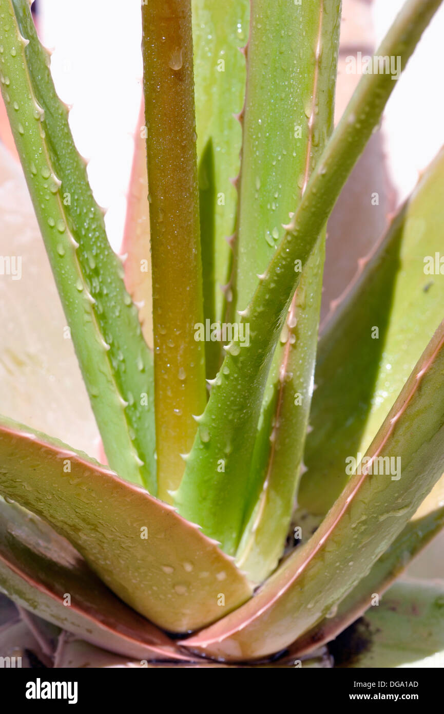 Aloe vera plant leaves Stock Photo Alamy