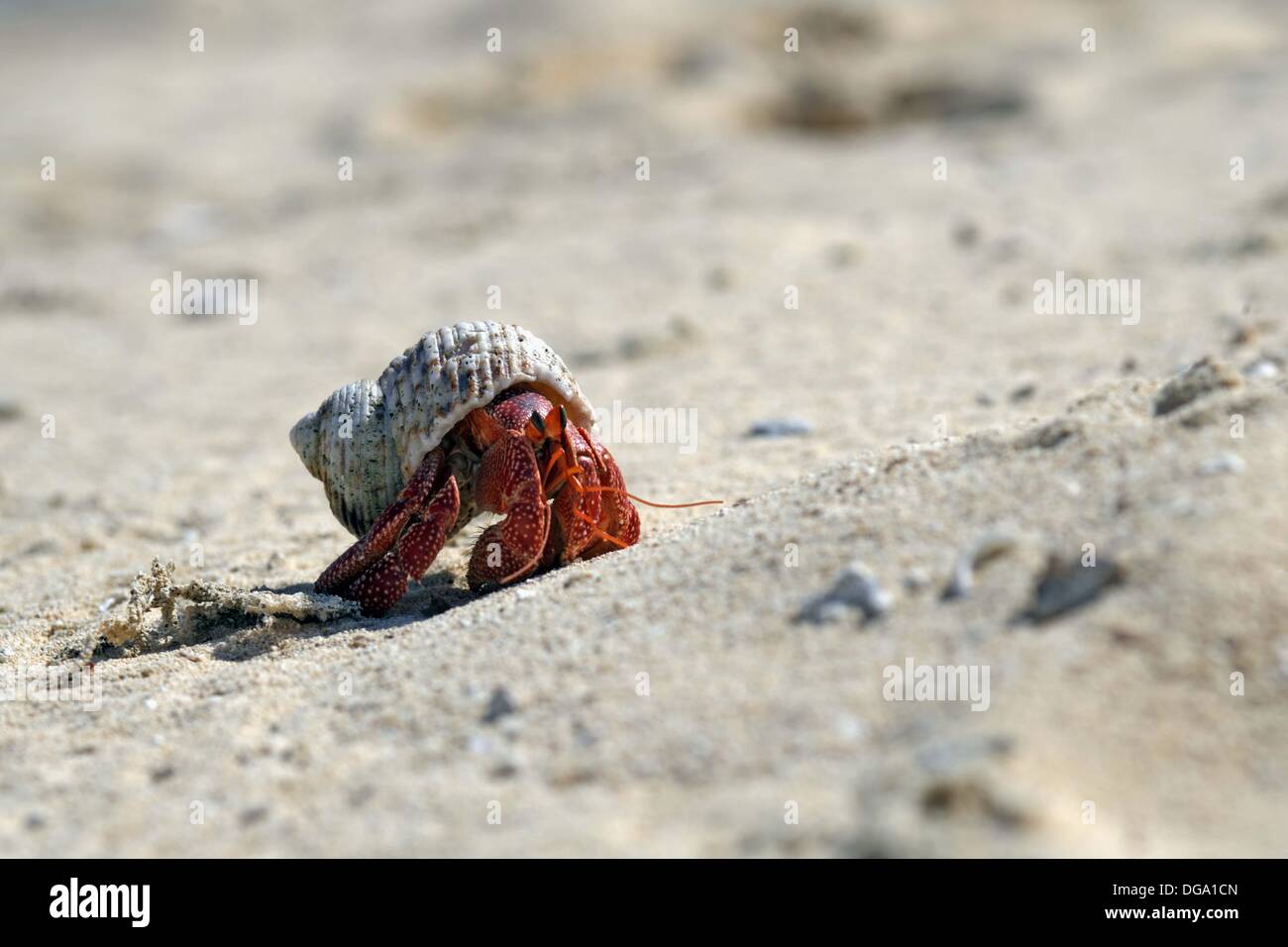 Land Hermit Crabs High Resolution Stock Photography and Images - Alamy