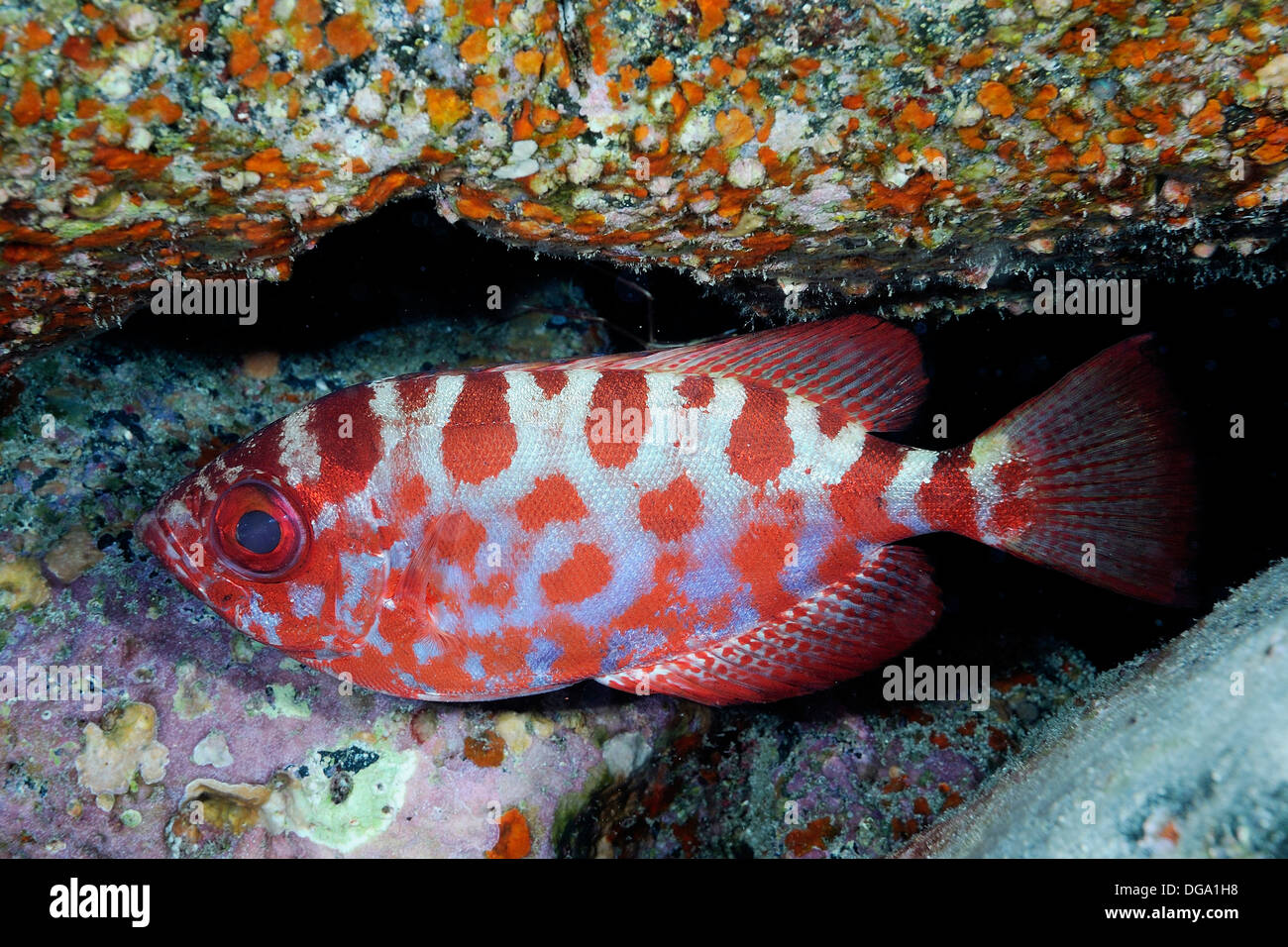 Glass eye fish in Tenerife south Stock Photo - Alamy