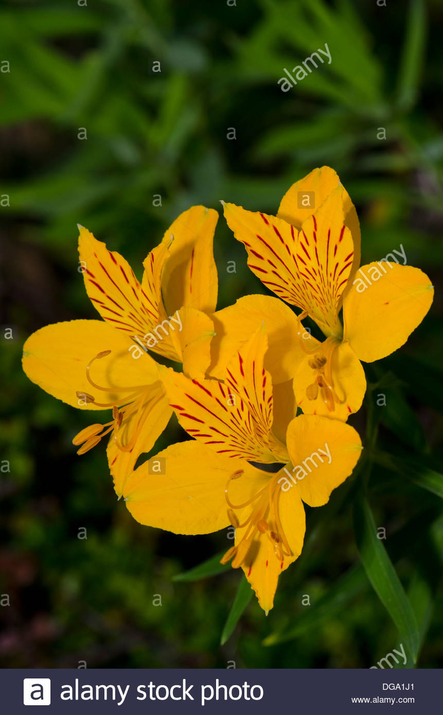 Inca Lily Stock Photos & Inca Lily Stock Images Alamy