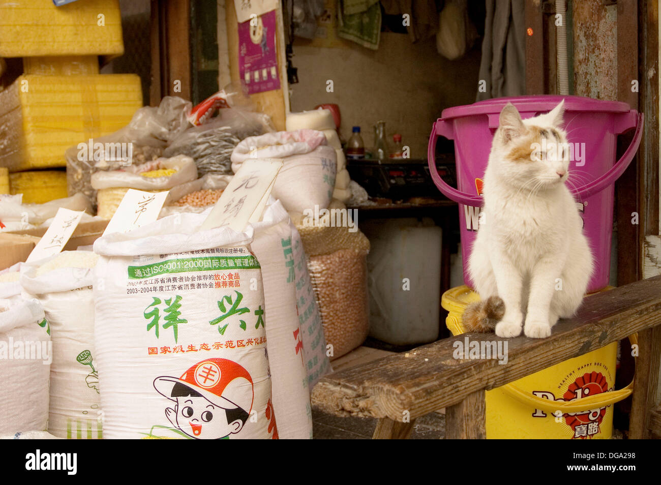 Cat in the street market. Shanghai. China Stock Photo Alamy