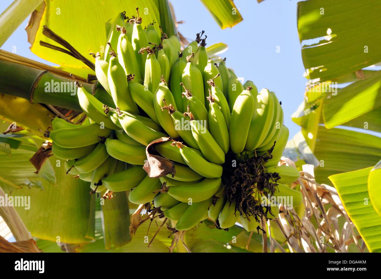 Banana trees hawaii hires stock photography and images Alamy