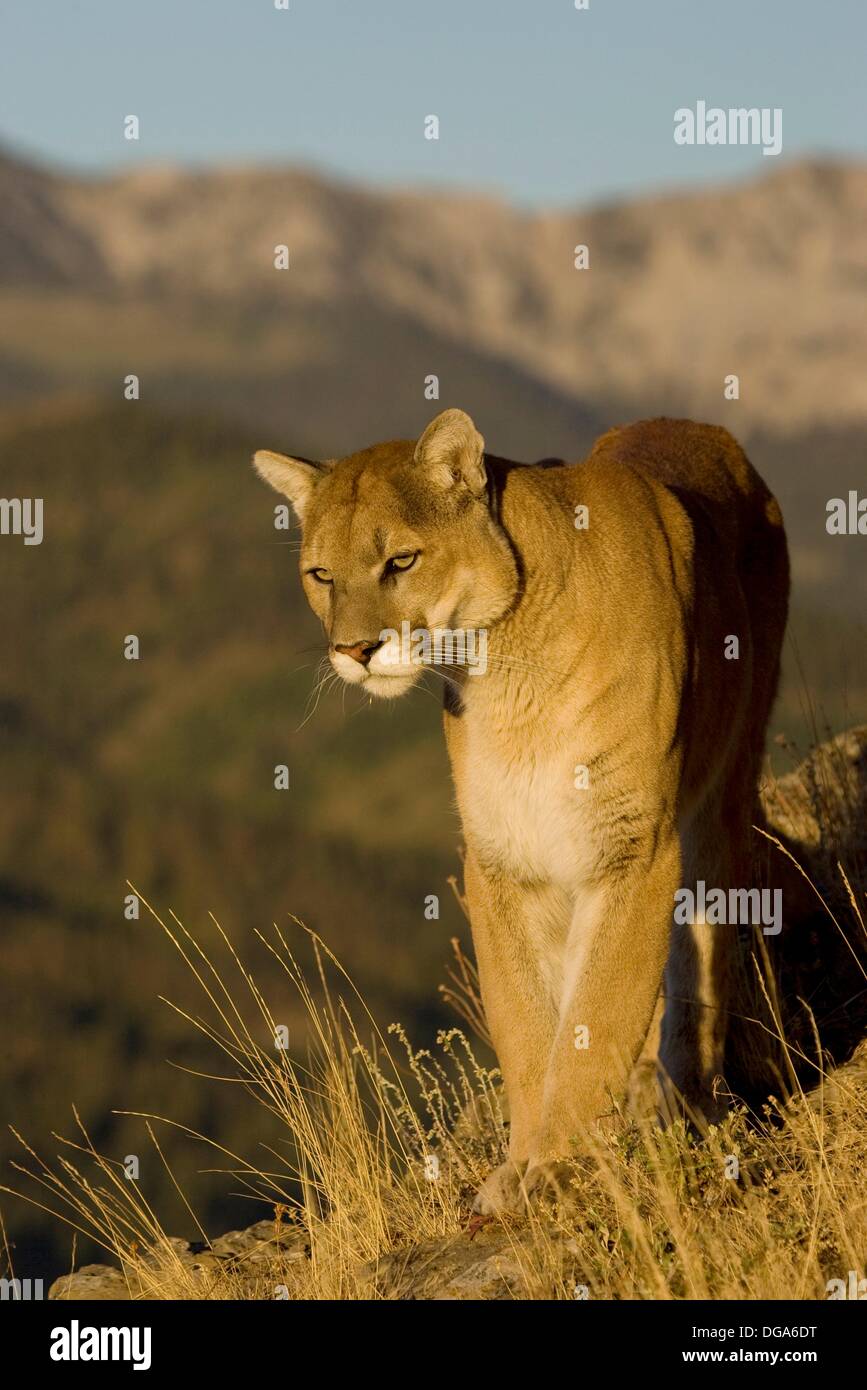 MOUNTAIN LION, COUGAR IN MONTANA Stock Photo - Alamy