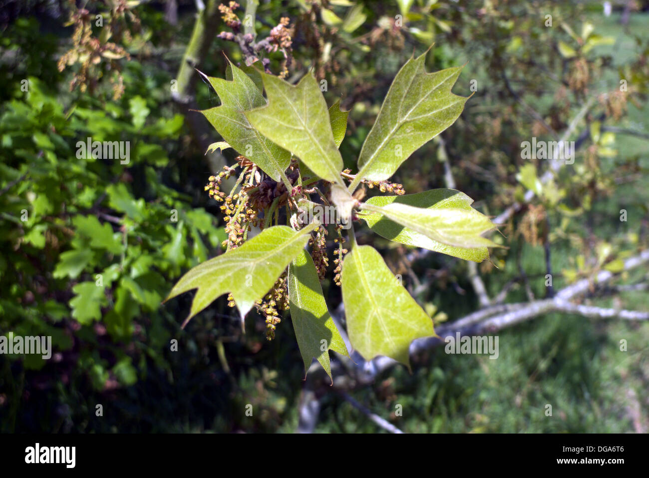 Blackjack oak tree hires stock photography and images Alamy