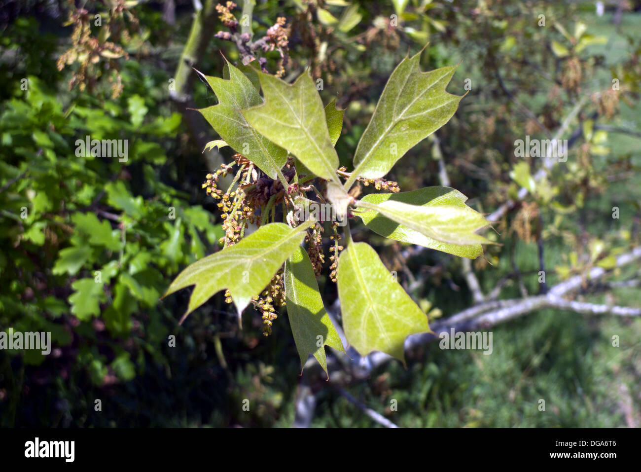Quercus marilandica oak leaves, France Stock Photo