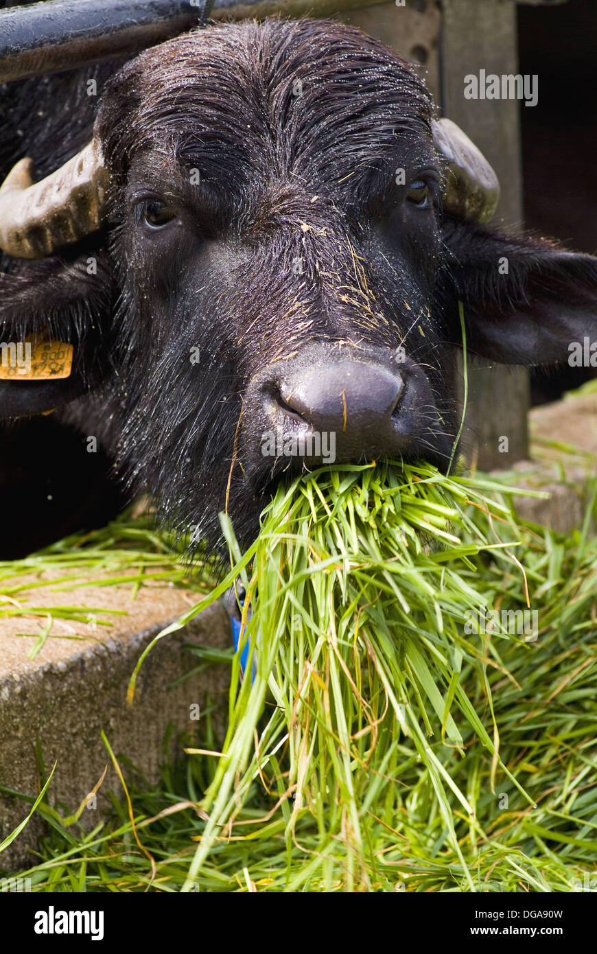 buffalo eating fresh grass on a farm, where you prepare mozzarella di