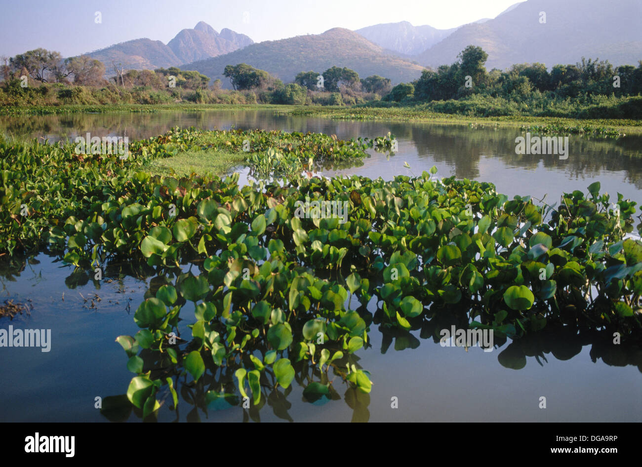 Dead aquatic plant hires stock photography and images Alamy