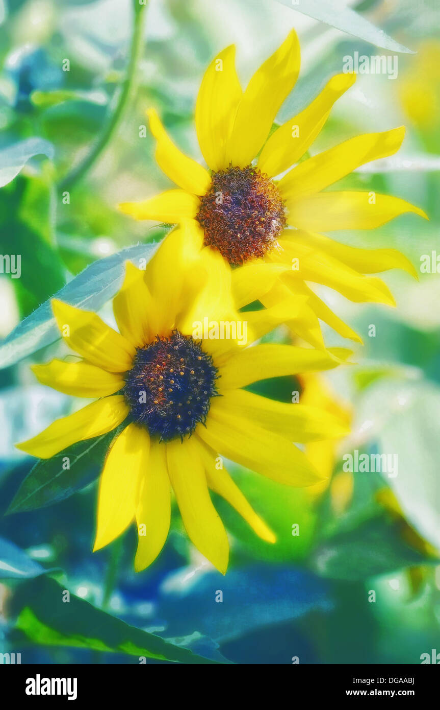 Two Sunflower Blooms. Helianthus annuus. August 2007. Maryland, USA
