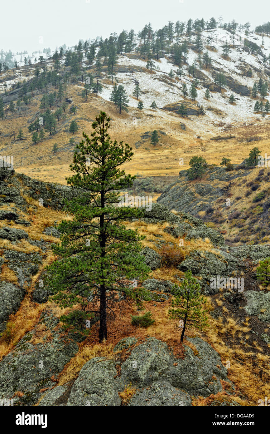 Rocks and ponderosa pine in the Missouri River canyon I 15 n ear Mid