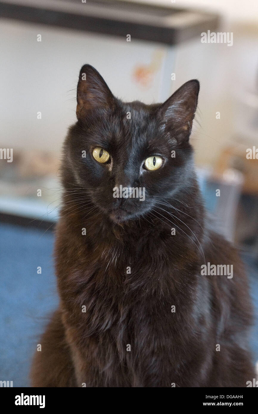 A black manx cat. Felis catus Stock Photo Alamy