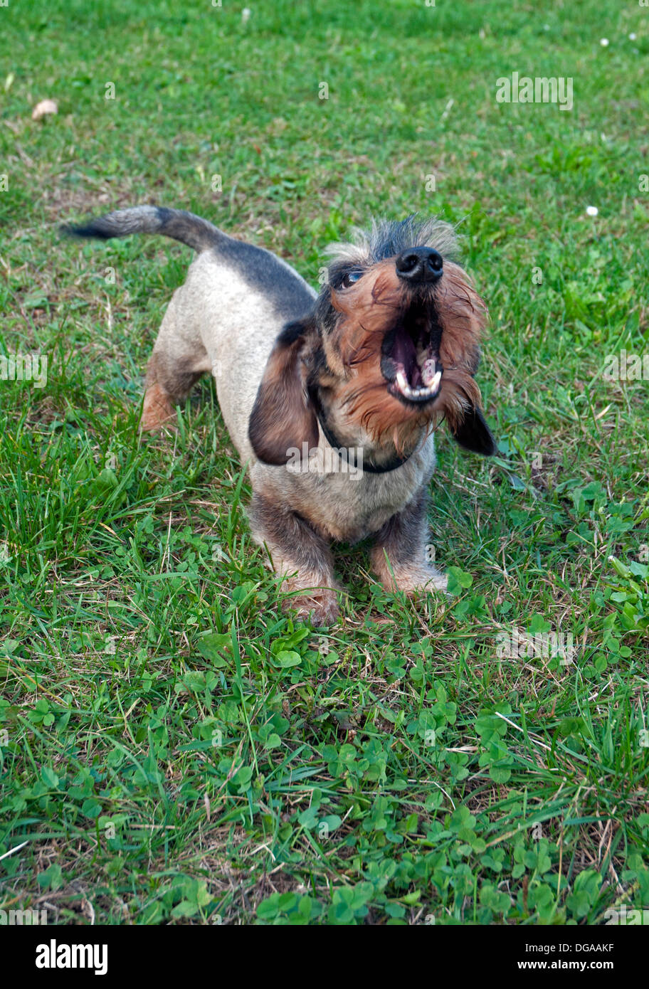 Wire Haired Dachshund Leash Stock Photos Wire Haired Dachshund