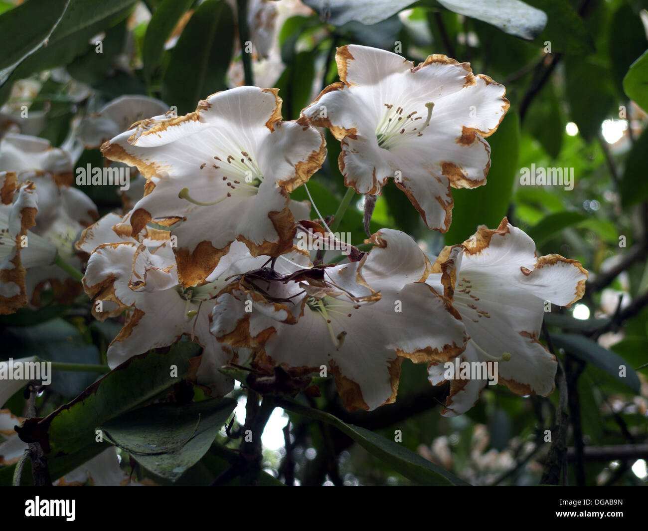 rhododendron portugal Nova Zembla Rhododendron main image 0