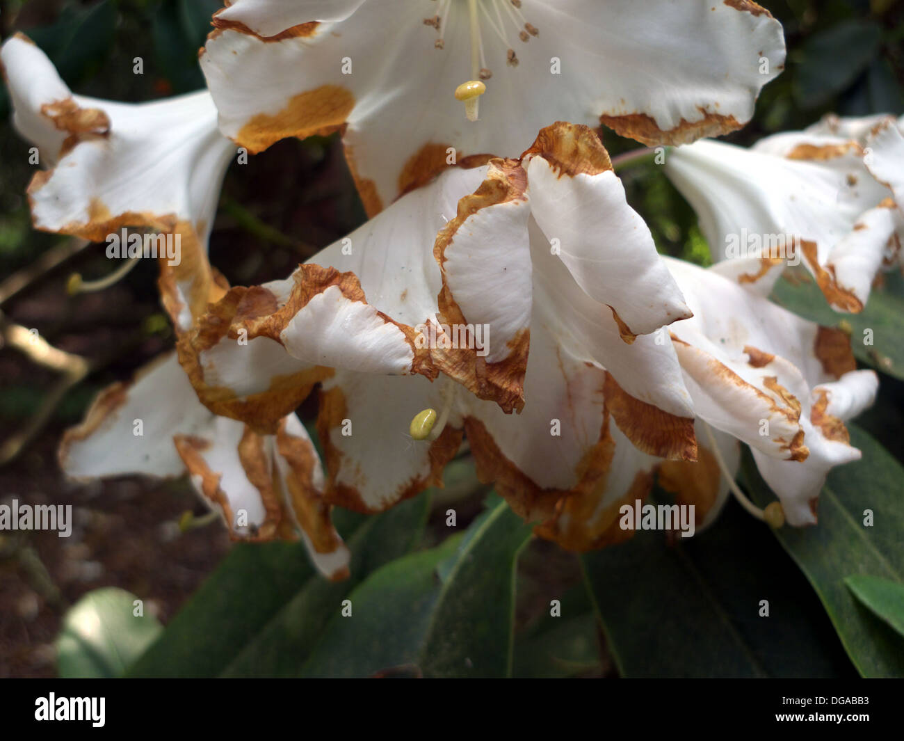 Weatherdamaged rhododendron flowers due to rain, cold winds or frost