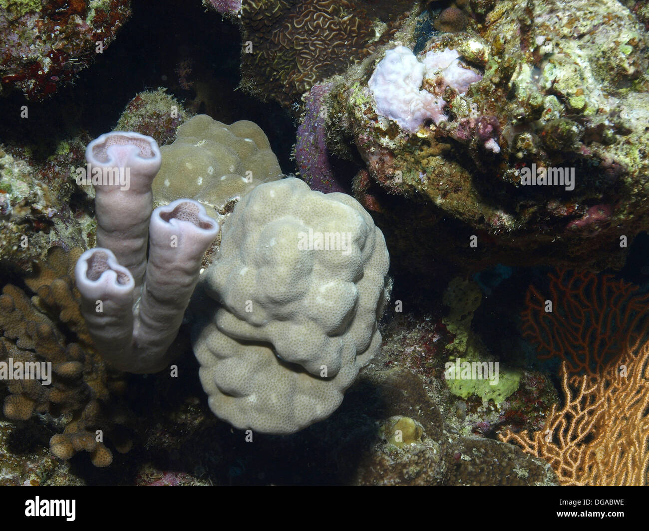 Coral reef with sponges Stock Photo Alamy