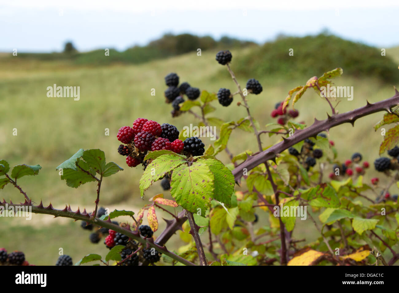 ripe and unripe Bramble berries (aka blackberries) in the sand dunes at Holkham Stock Photo