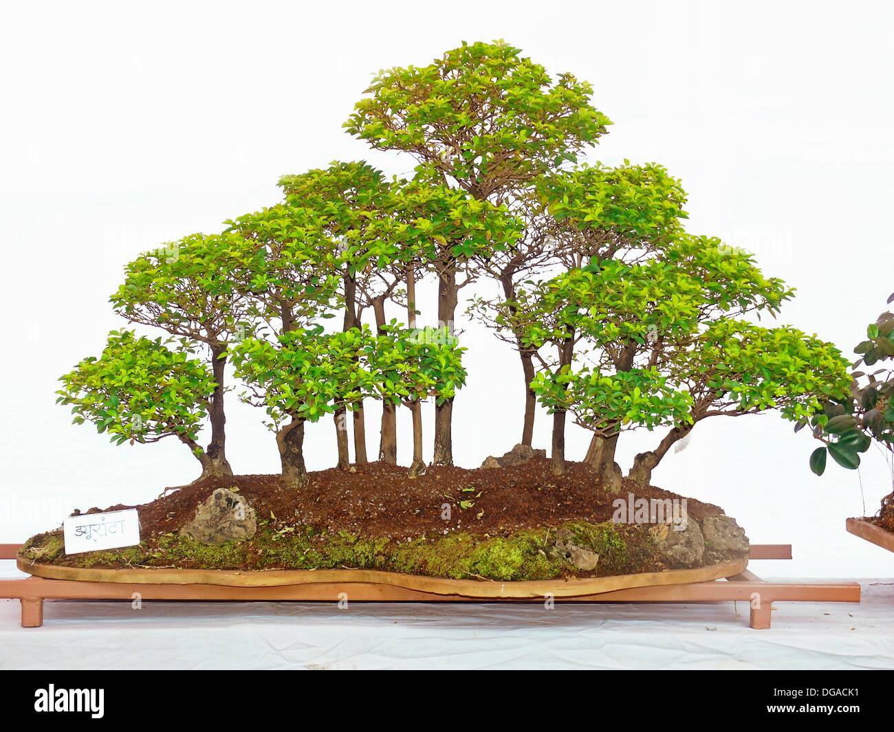 Bonsai of Palm Duranta Tree, Empress garden, Pune, Maharashtra, India