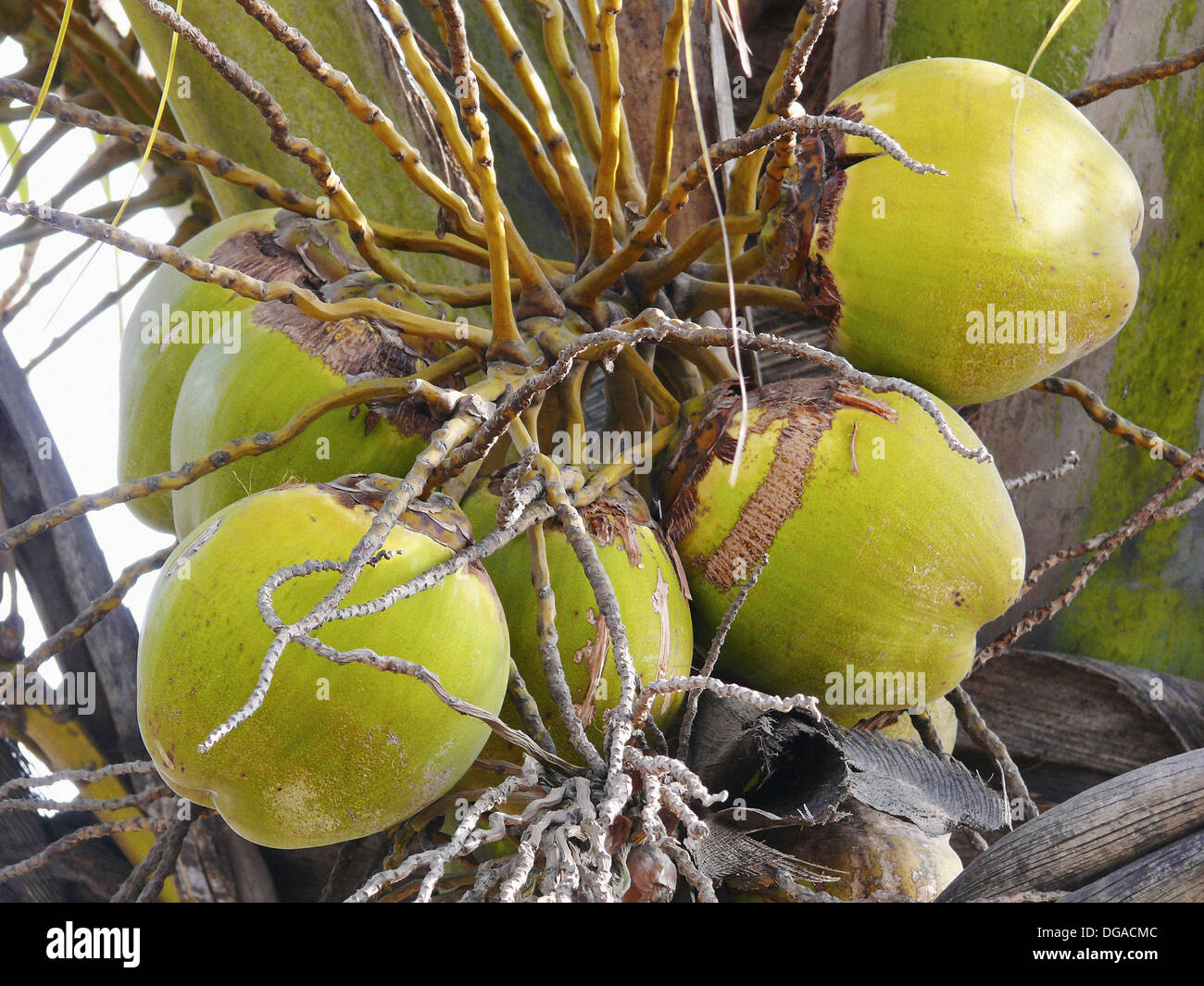 Coconut fuit hires stock photography and images Alamy