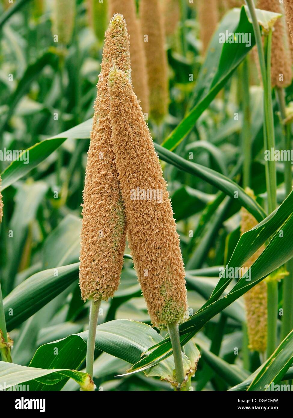 Spicatus hires stock photography and images Alamy