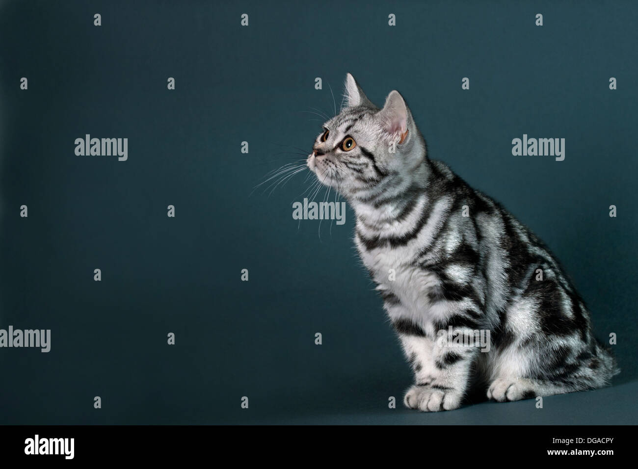 British Shorthair kitten on a gray background looking left - text space to left . Stock Photo