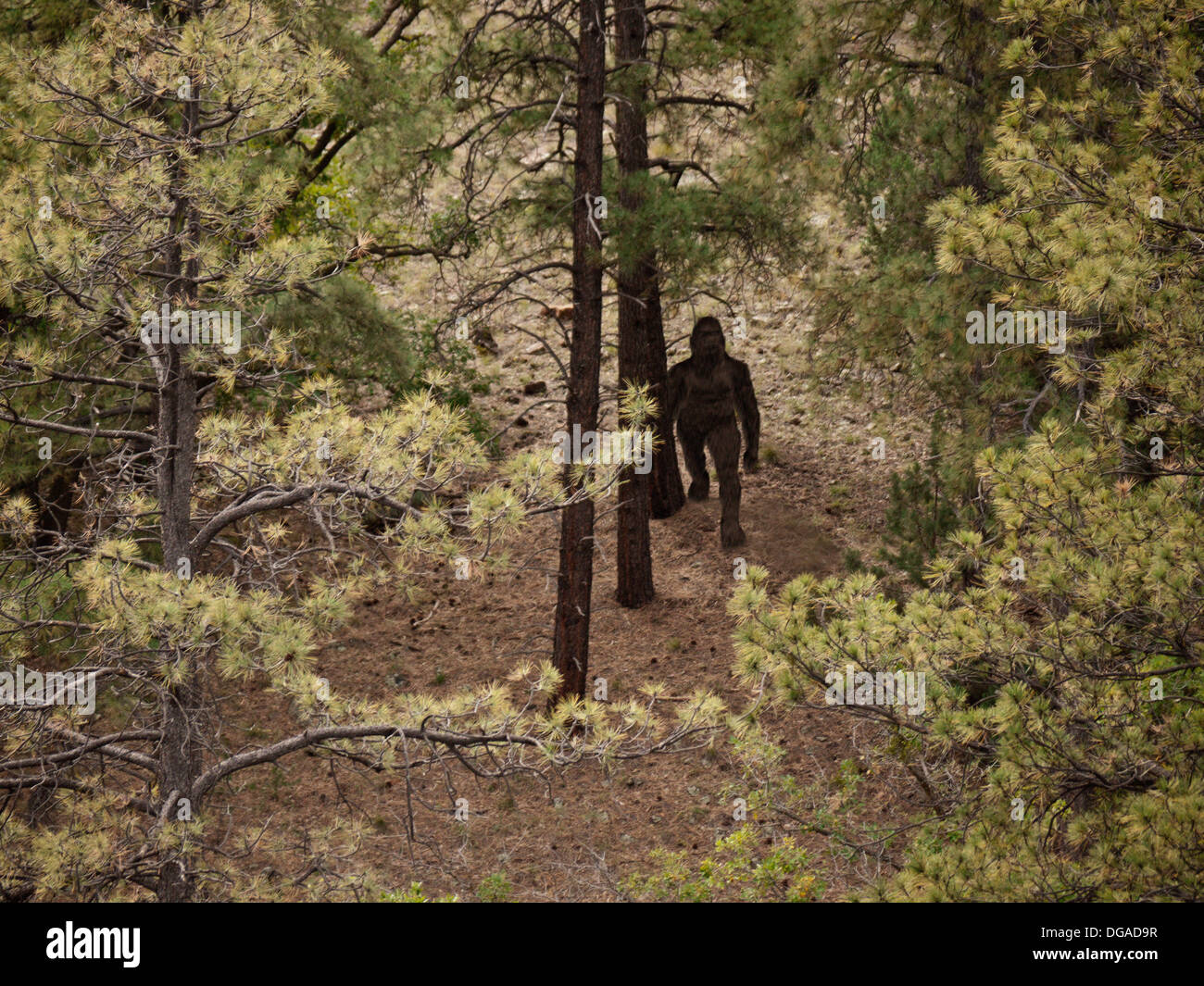 Bigfoot Sighting Stock Photo