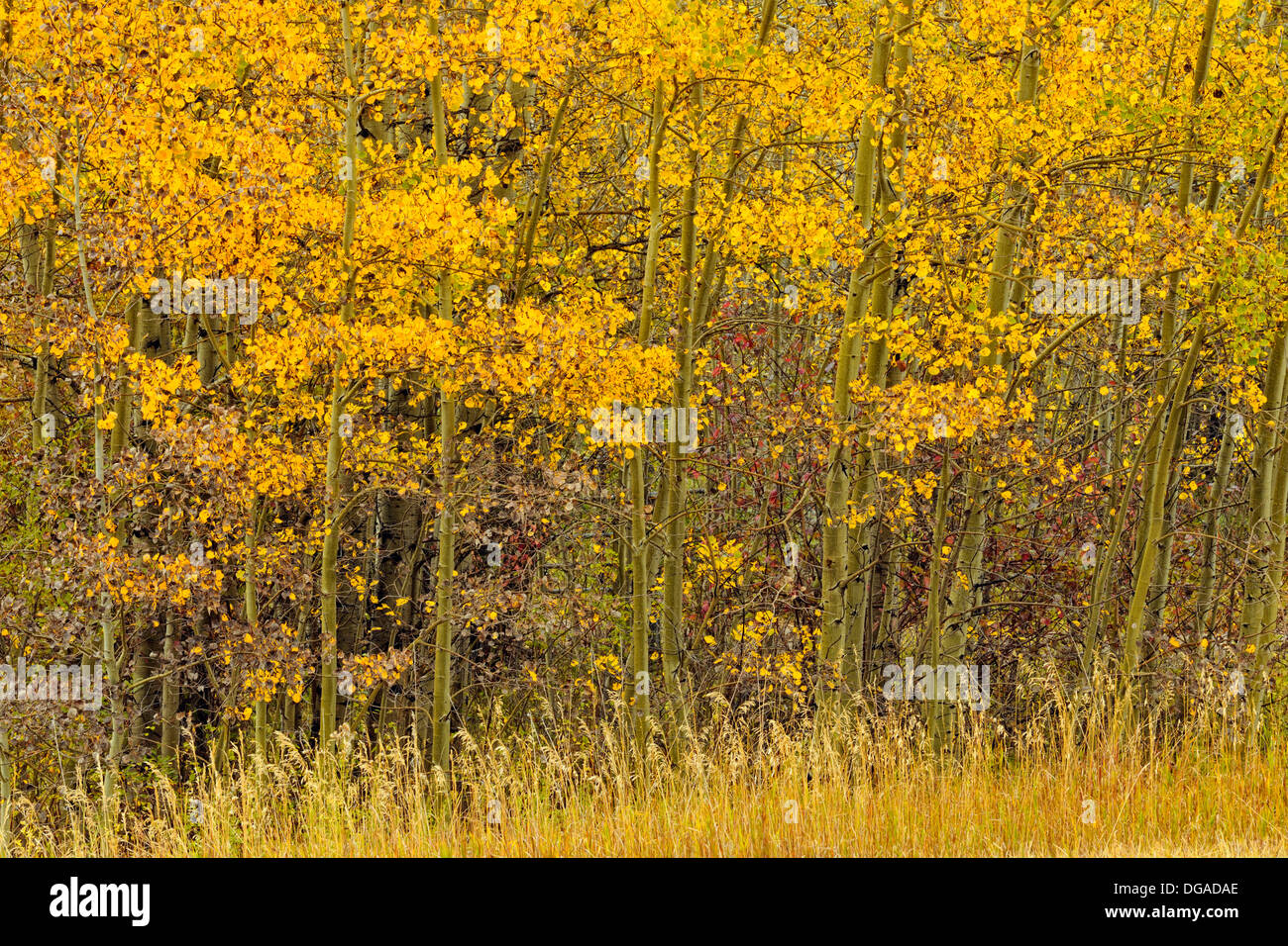 Autumn aspens along the Bridger Canyon Road Bozeman Montana USA Stock Photo