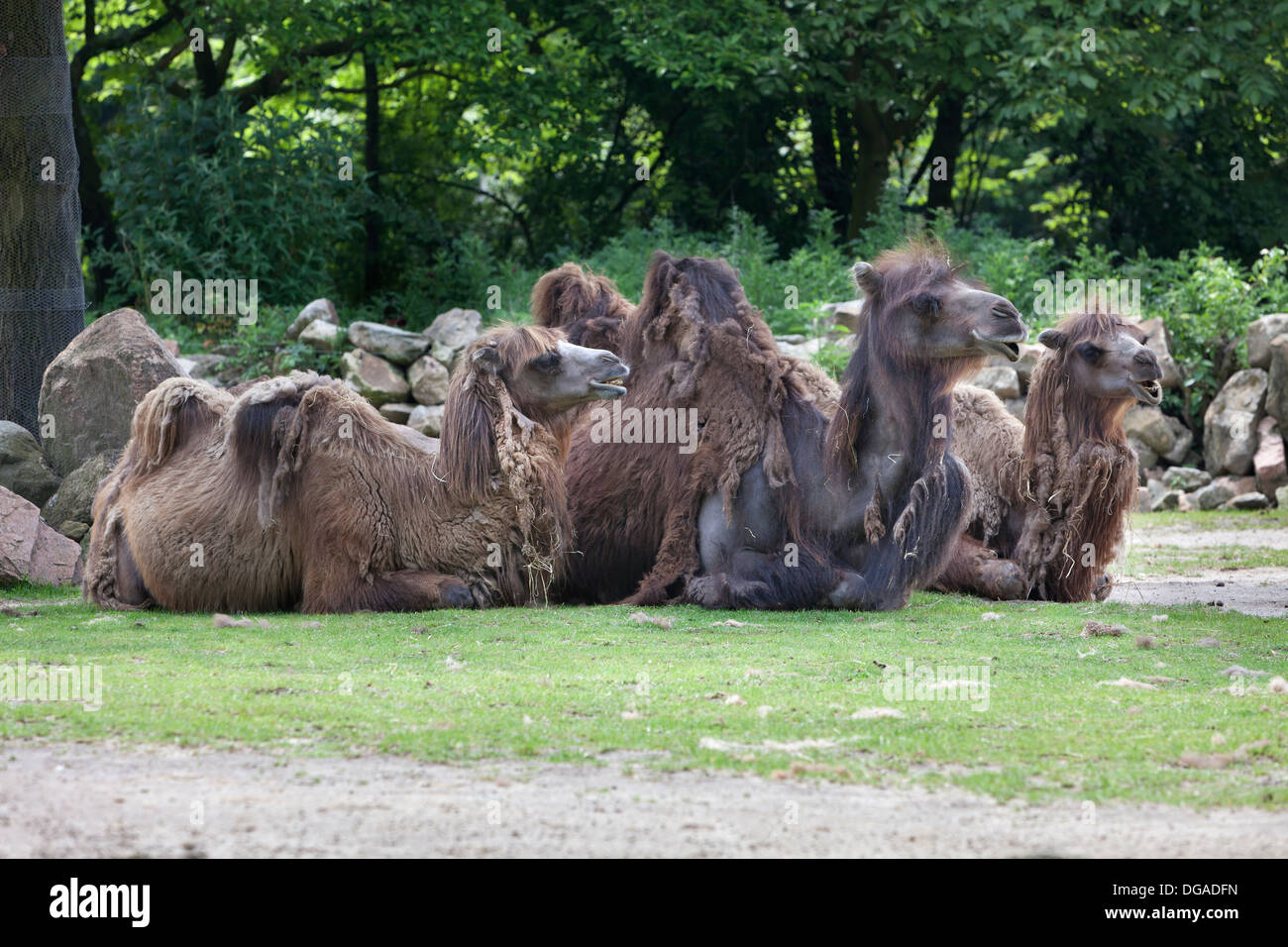 Resting camels in the park Stock Photo