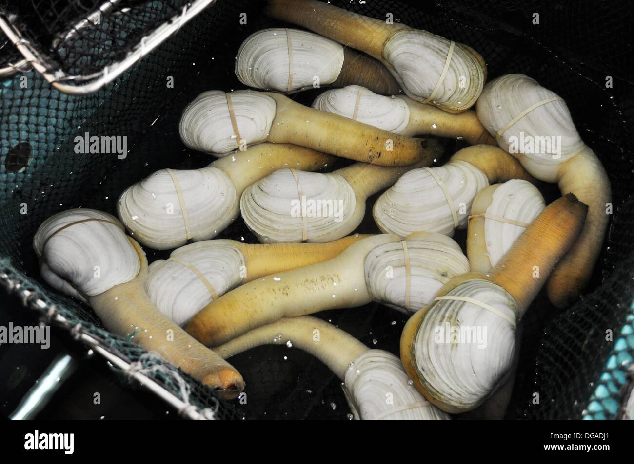 Hong Kong alive shellfish at the fish market in Abardeen Stock Photo