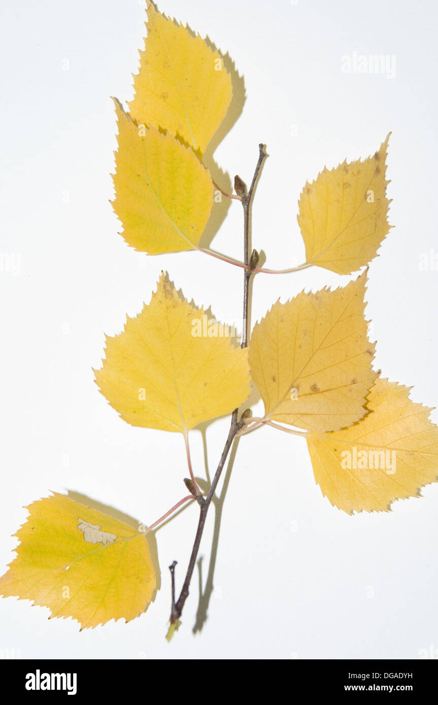 Autumnm, Birch, leaves on a white background. Stock Photo