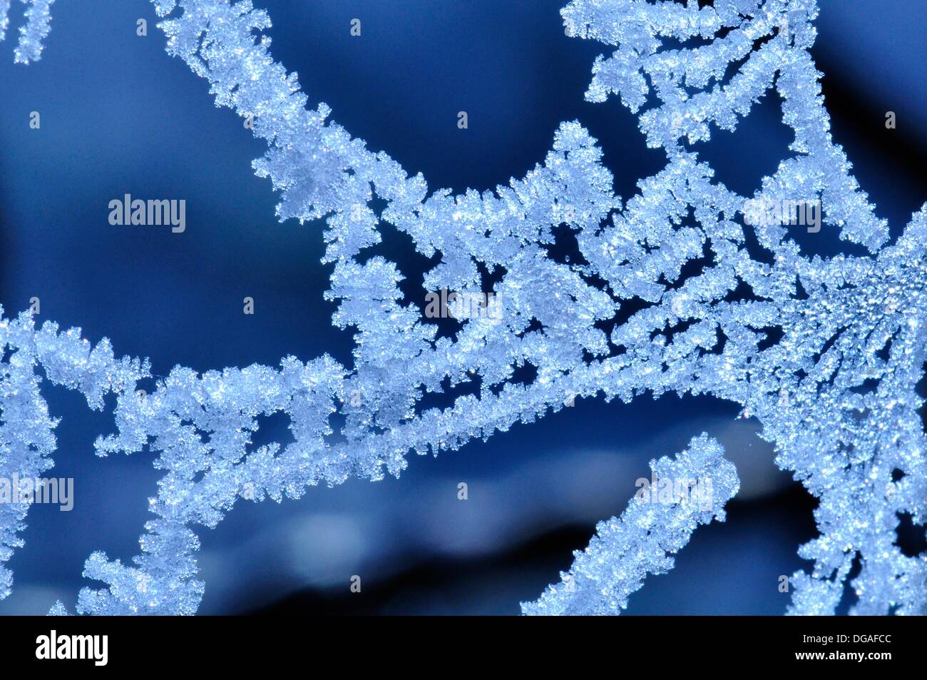 Spiderweb Covered with Melting White Frost Stock Photo