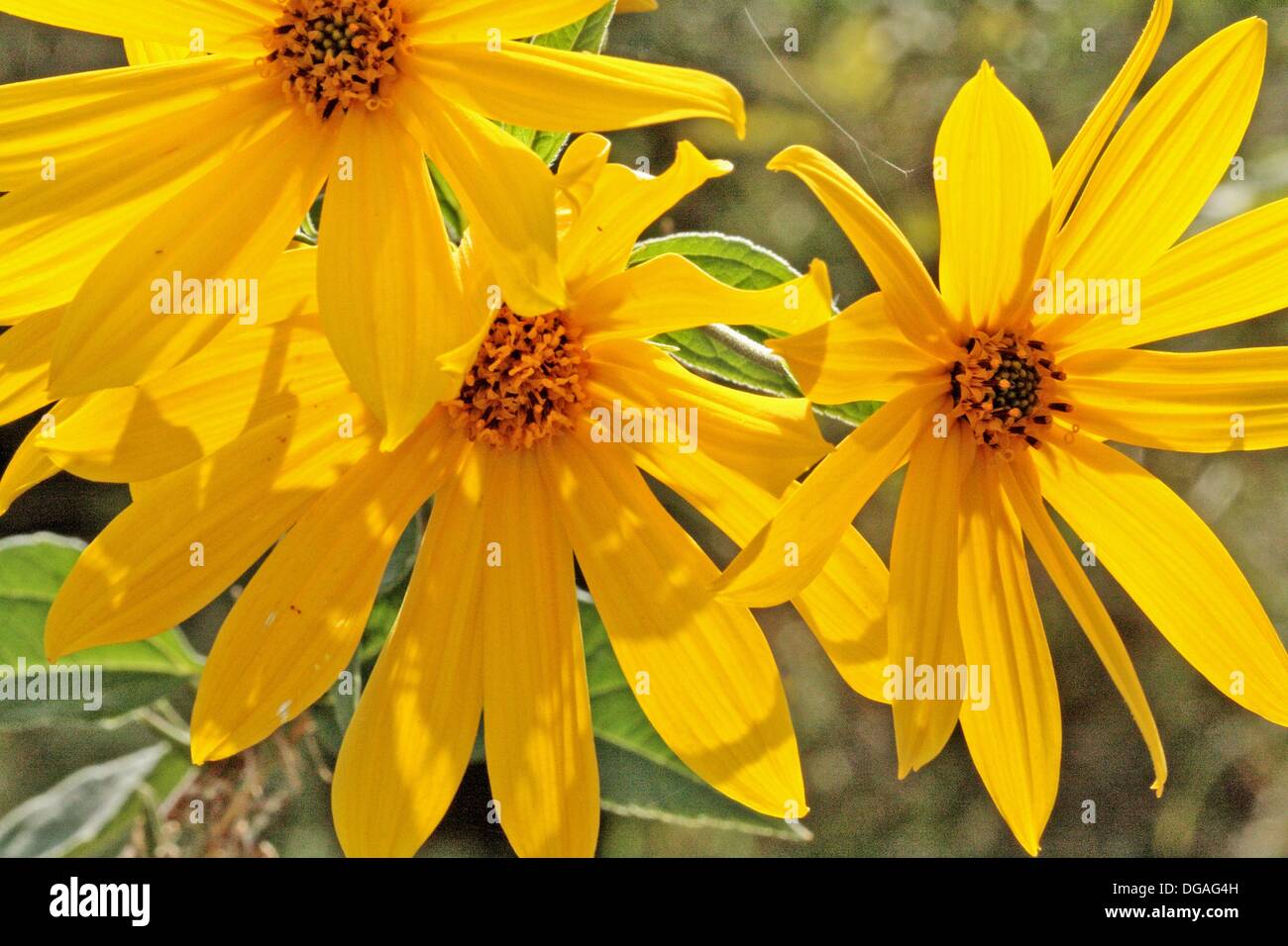 Jerusalem Artichoke, Helianthus tuberosus, Spray of sunflowers From