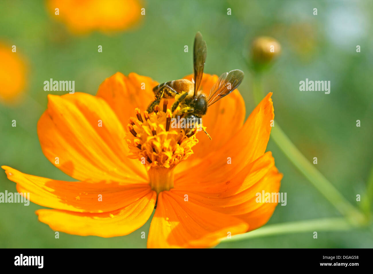 Honey bee gathering pollen from a cosmos flower Stock Photo - Alamy