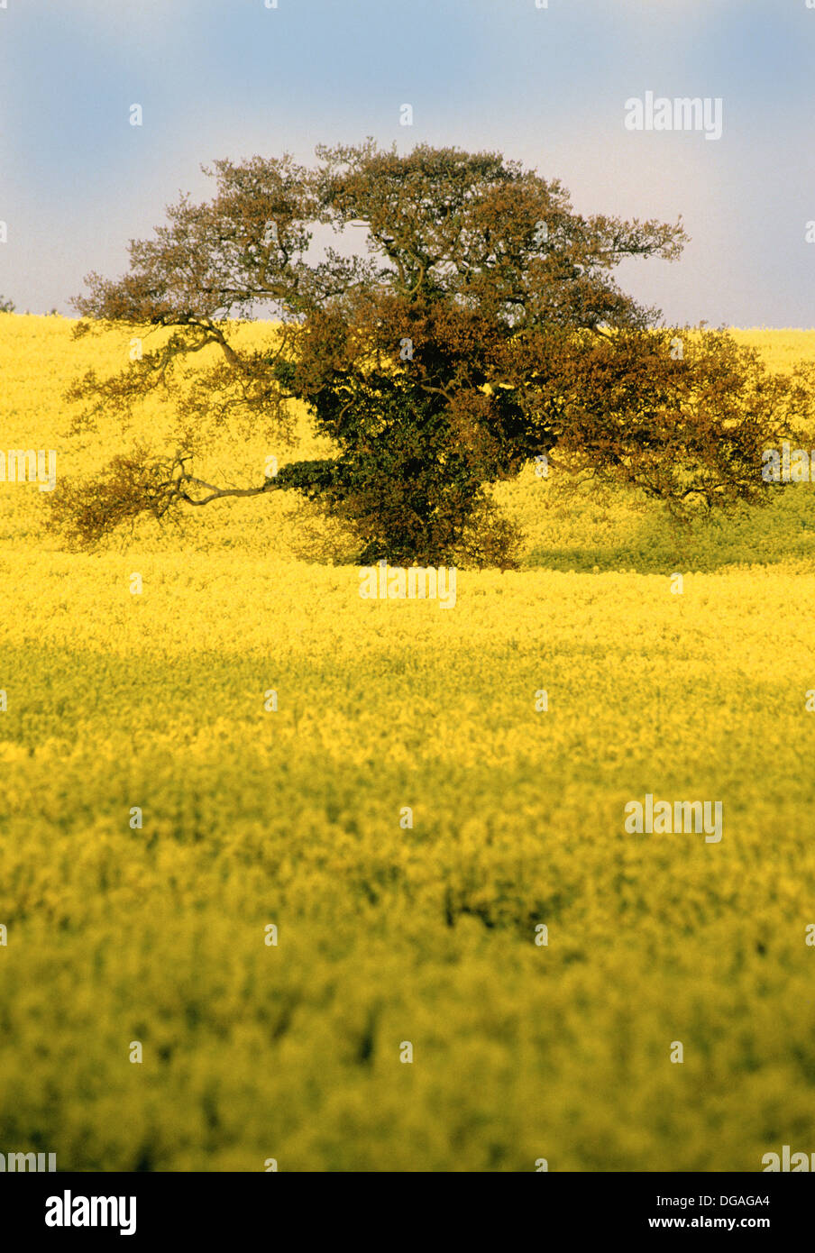Crop of oil seed rape in UK Stock Photo - Alamy