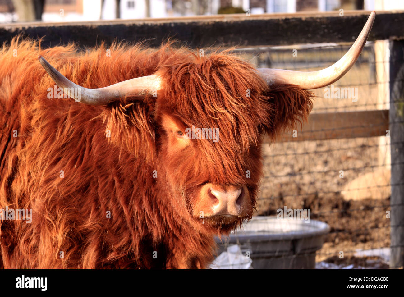 Scottish Highland cow Long Island New York Stock Photo