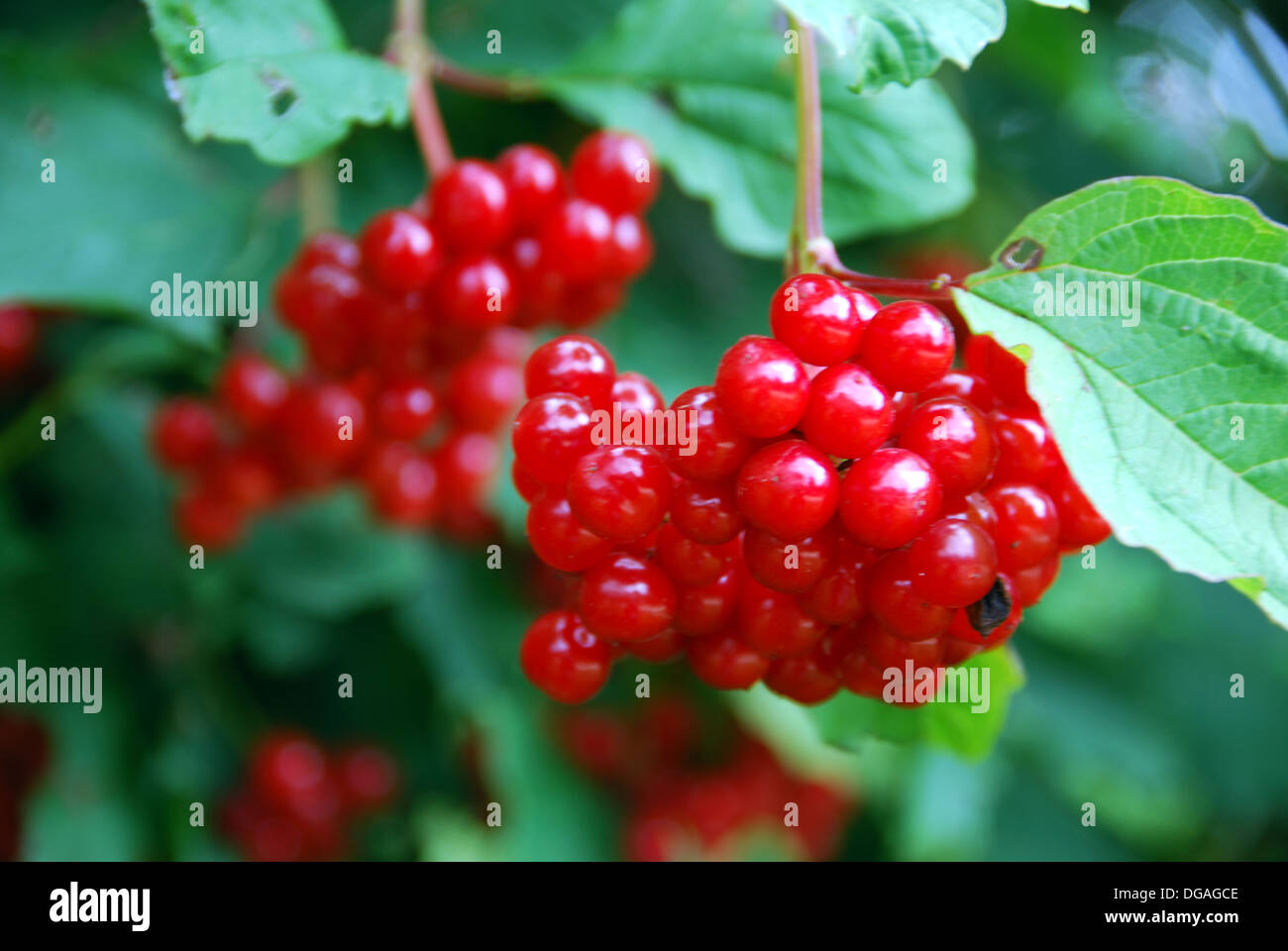 Guelder rose berries, England, UK Stock Photo Alamy