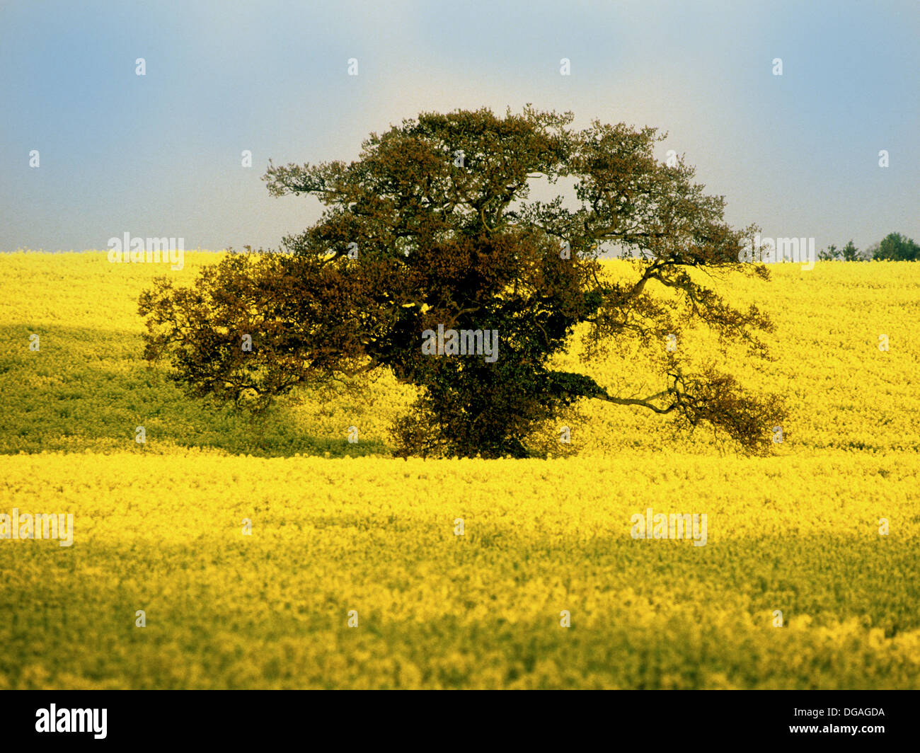 Crop of oil seed rape in UK Stock Photo - Alamy