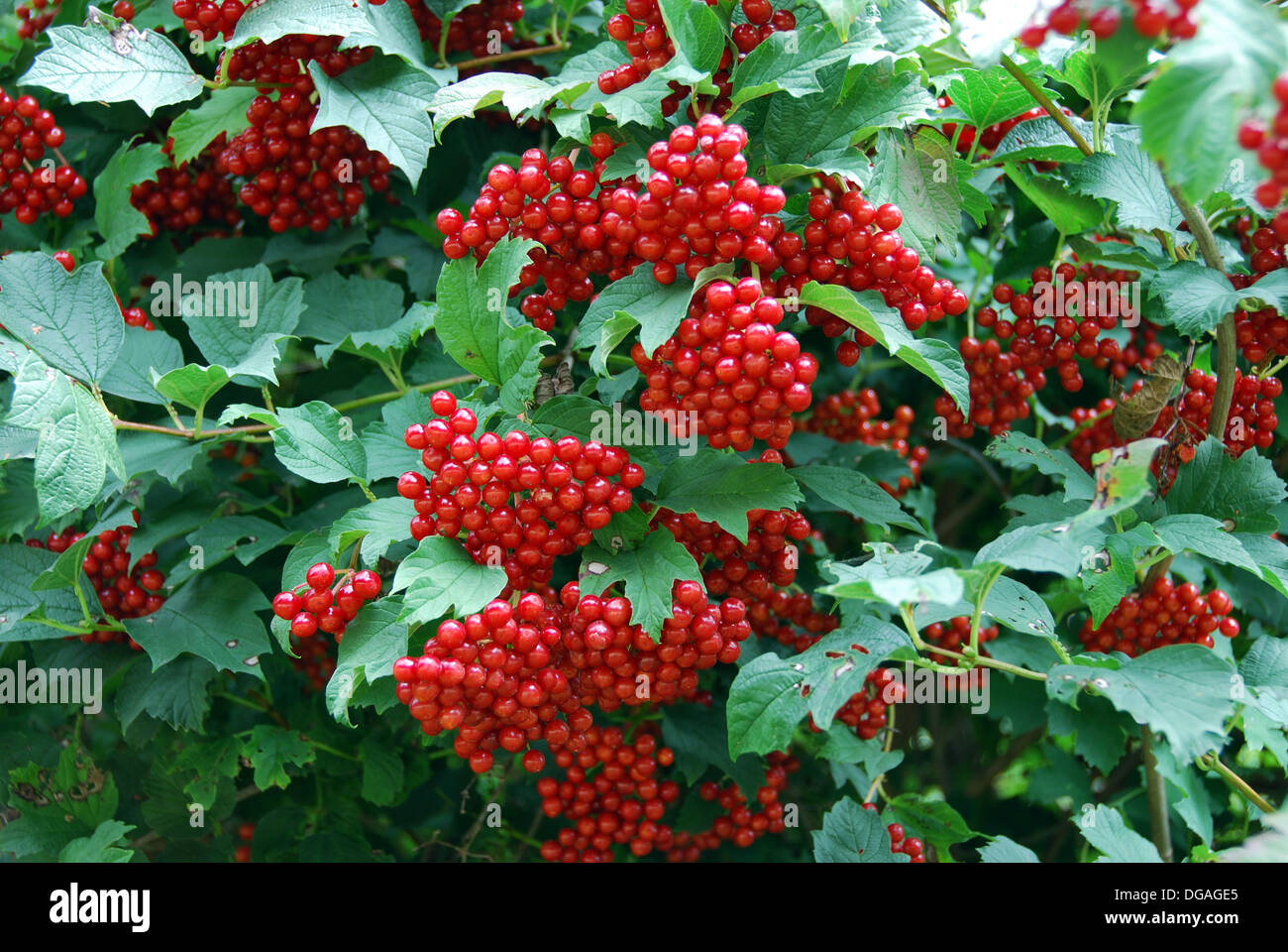 Guelder rose berries, England, UK Stock Photo Alamy