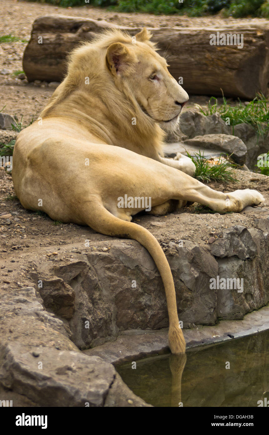 Male lion roar side view hi-res stock photography and images - Alamy