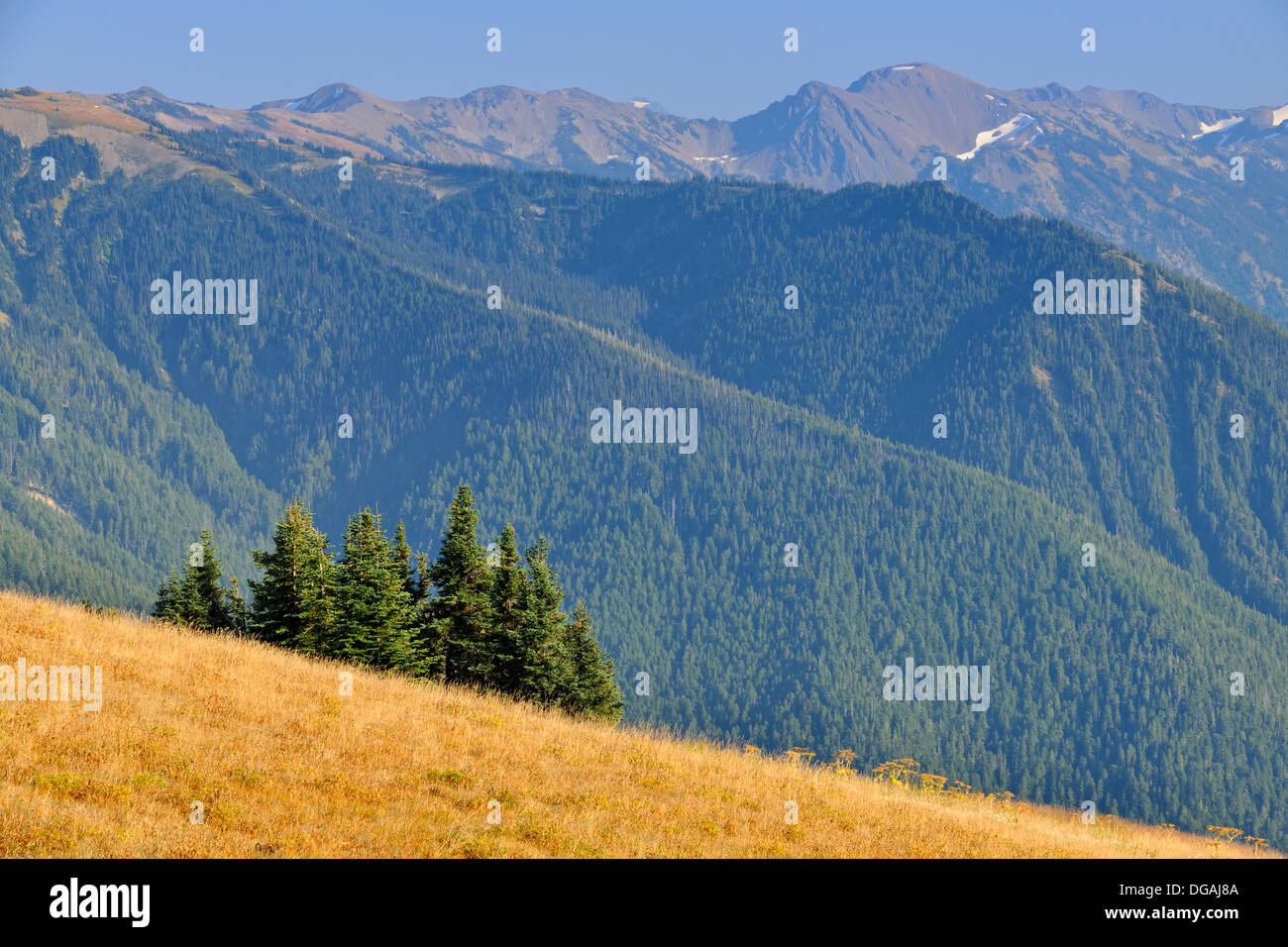 Subalpine fir and meadows in late summer on Hurricane Ridge Olympic