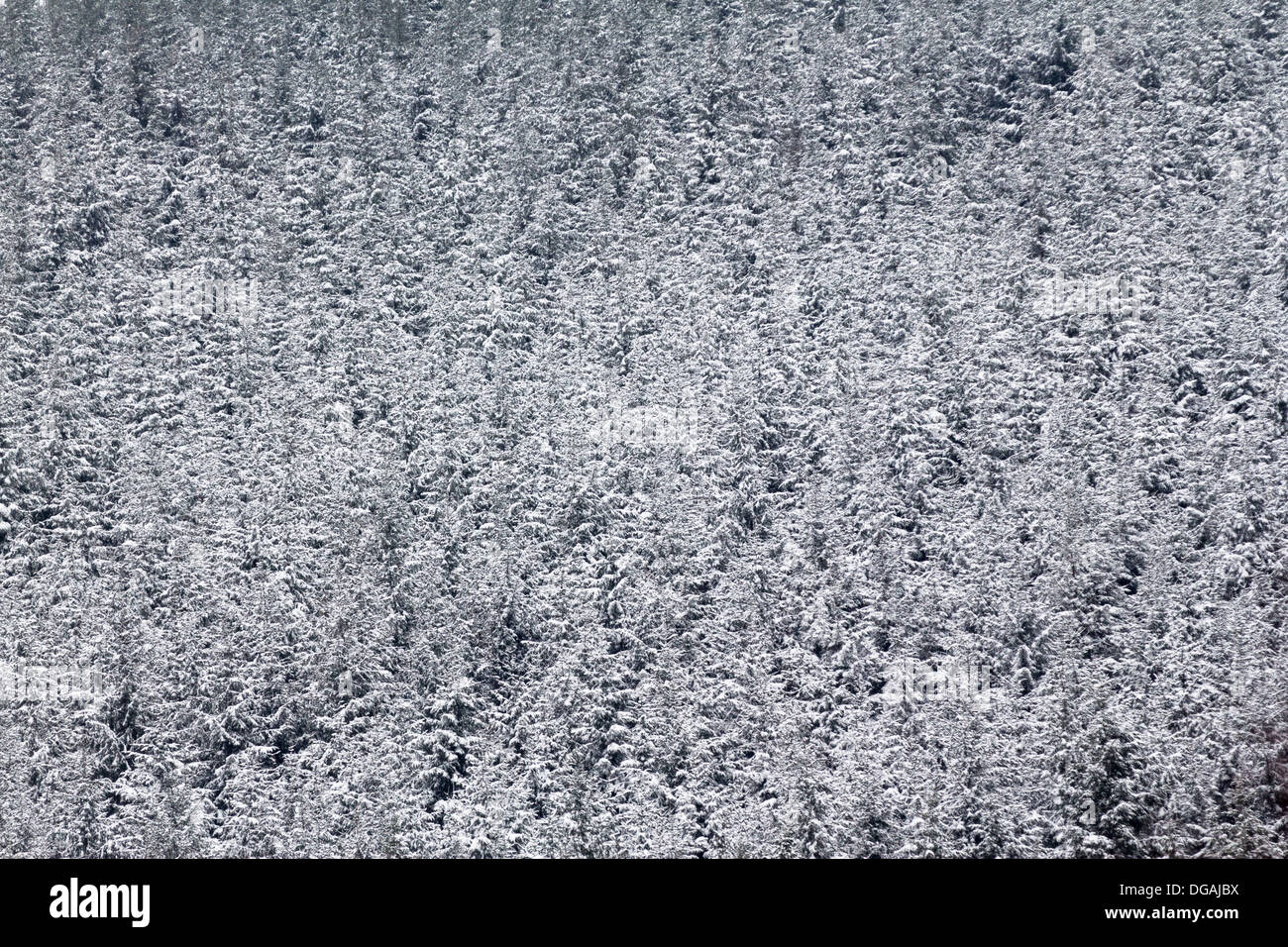 Snow covered pine trees Stock Photo - Alamy