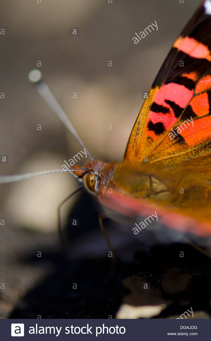 Chilean Lady Vanessa Terpsichore Stock Photos & Chilean Lady Vanessa