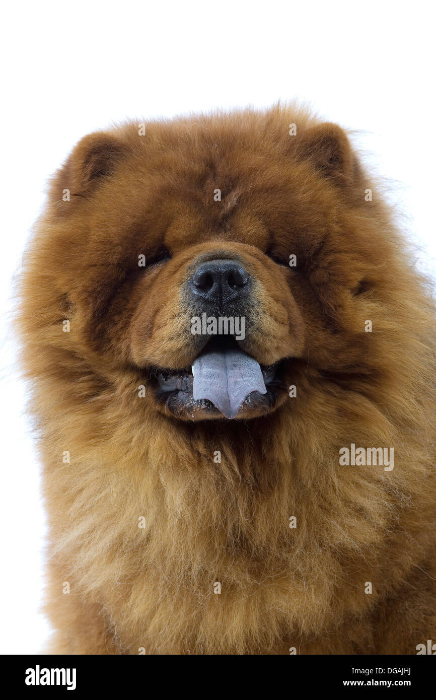 Chow chow purple tongue hi-res stock photography and images - Alamy