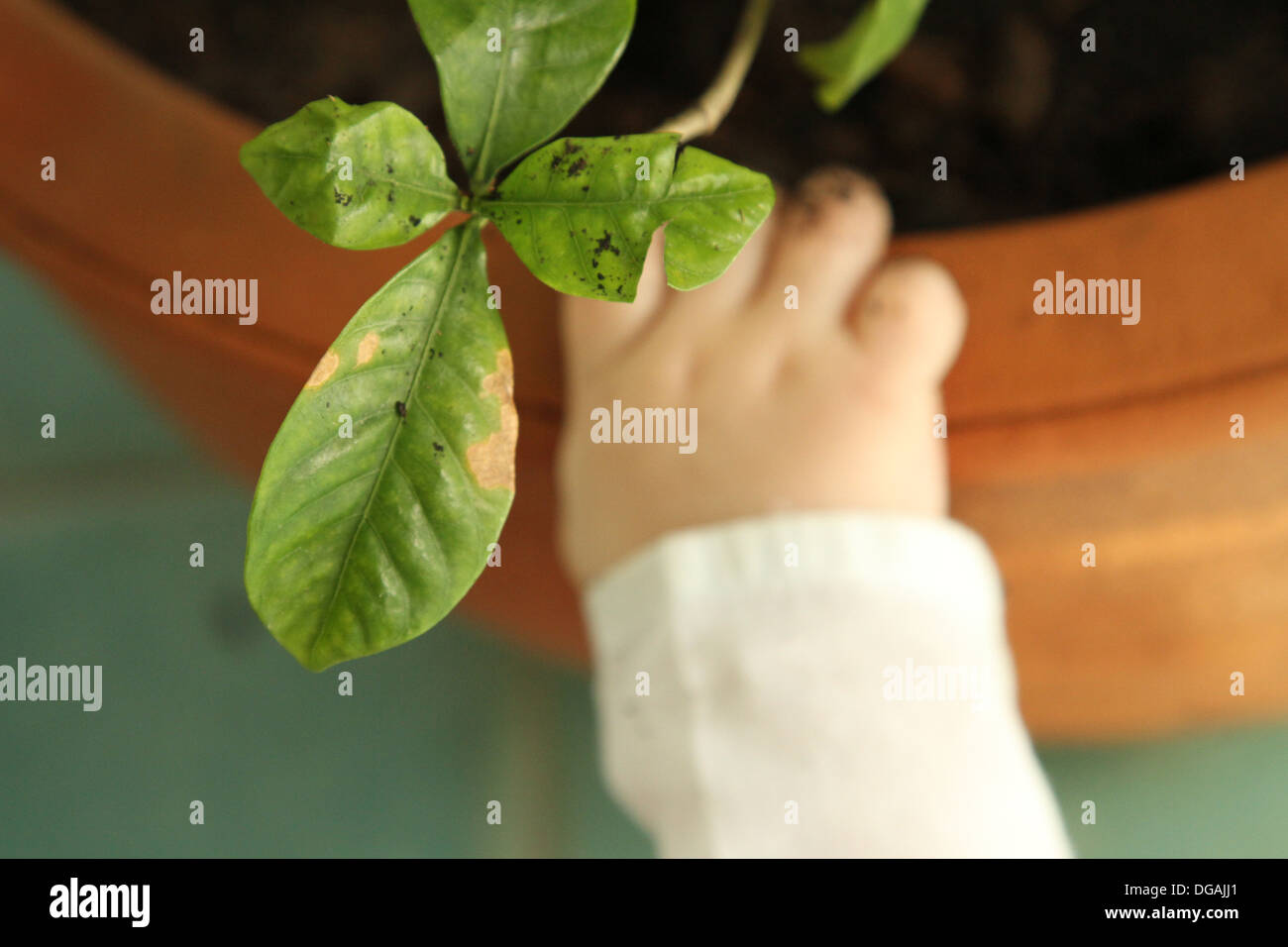 Green fingers - baby with hand in plant pot Stock Photo - Alamy