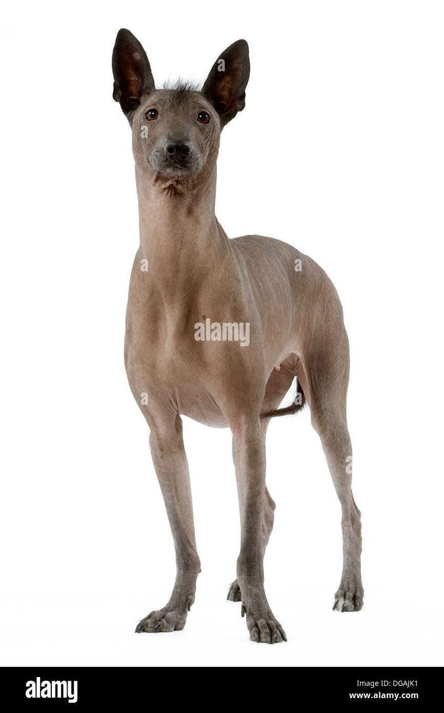 Chien Nu Du Mexique Stock Photo 61699765 Alamy