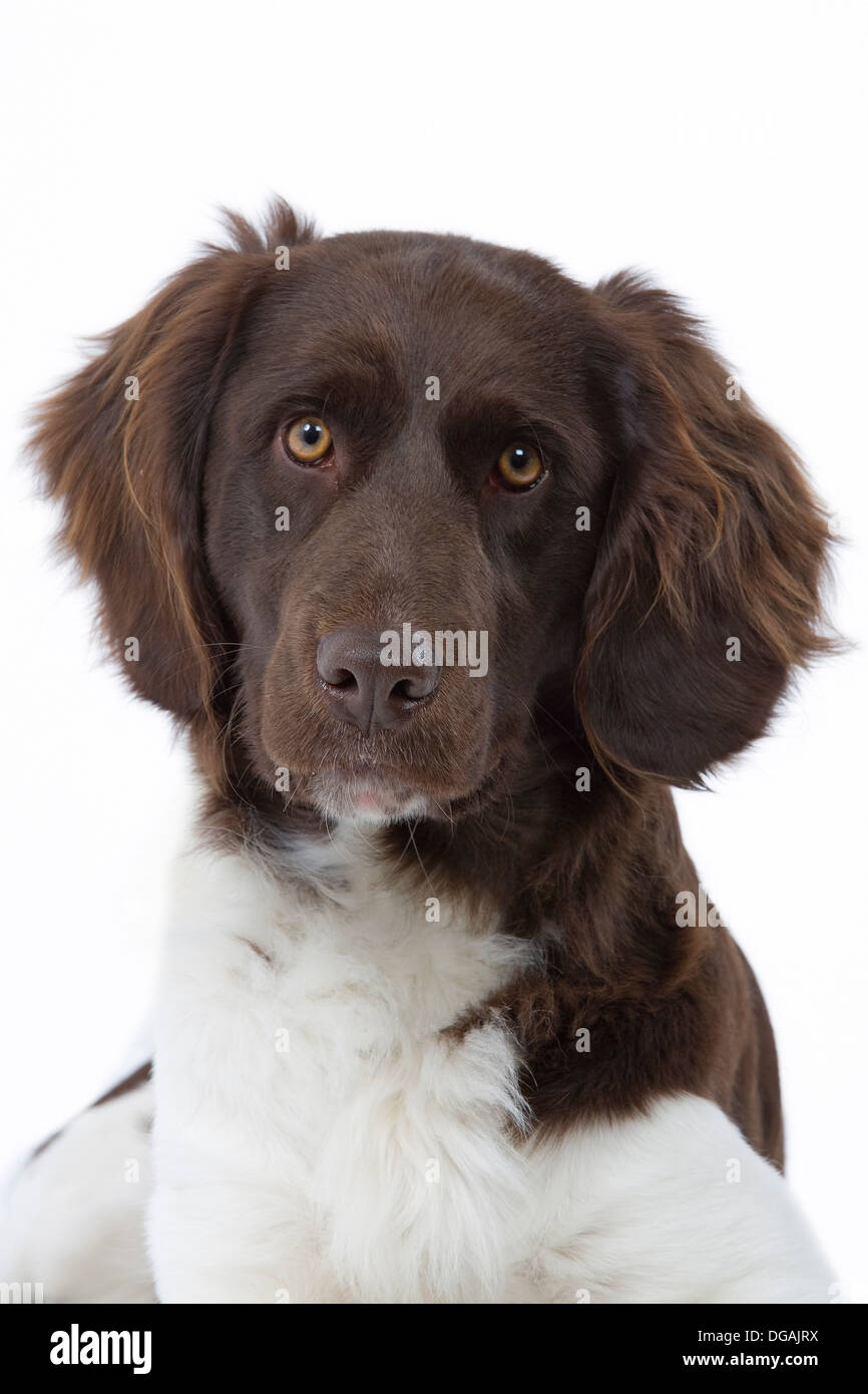 Small munsterlander pointer Stock Photo