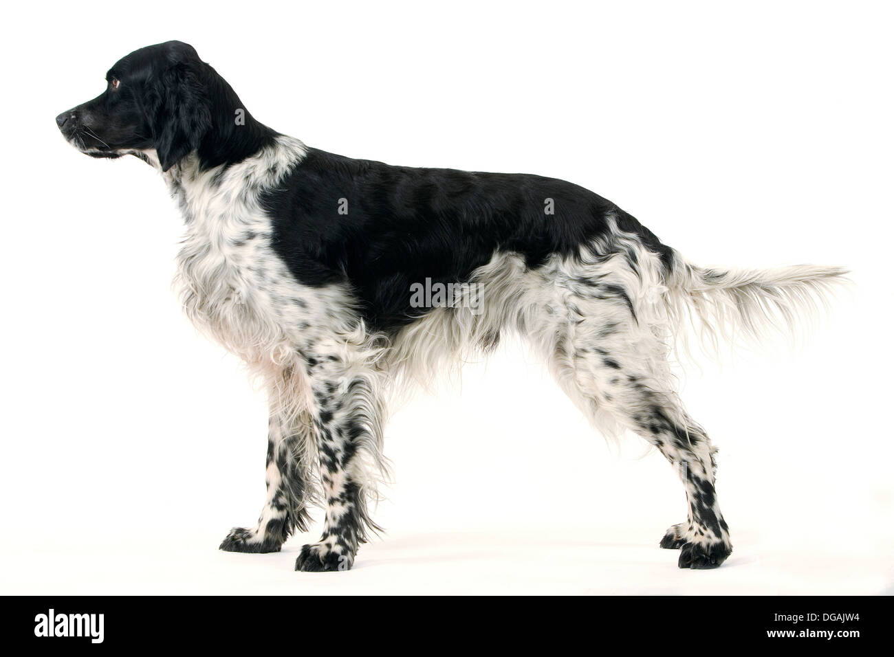 Blue belton english setter hires stock photography and images Alamy