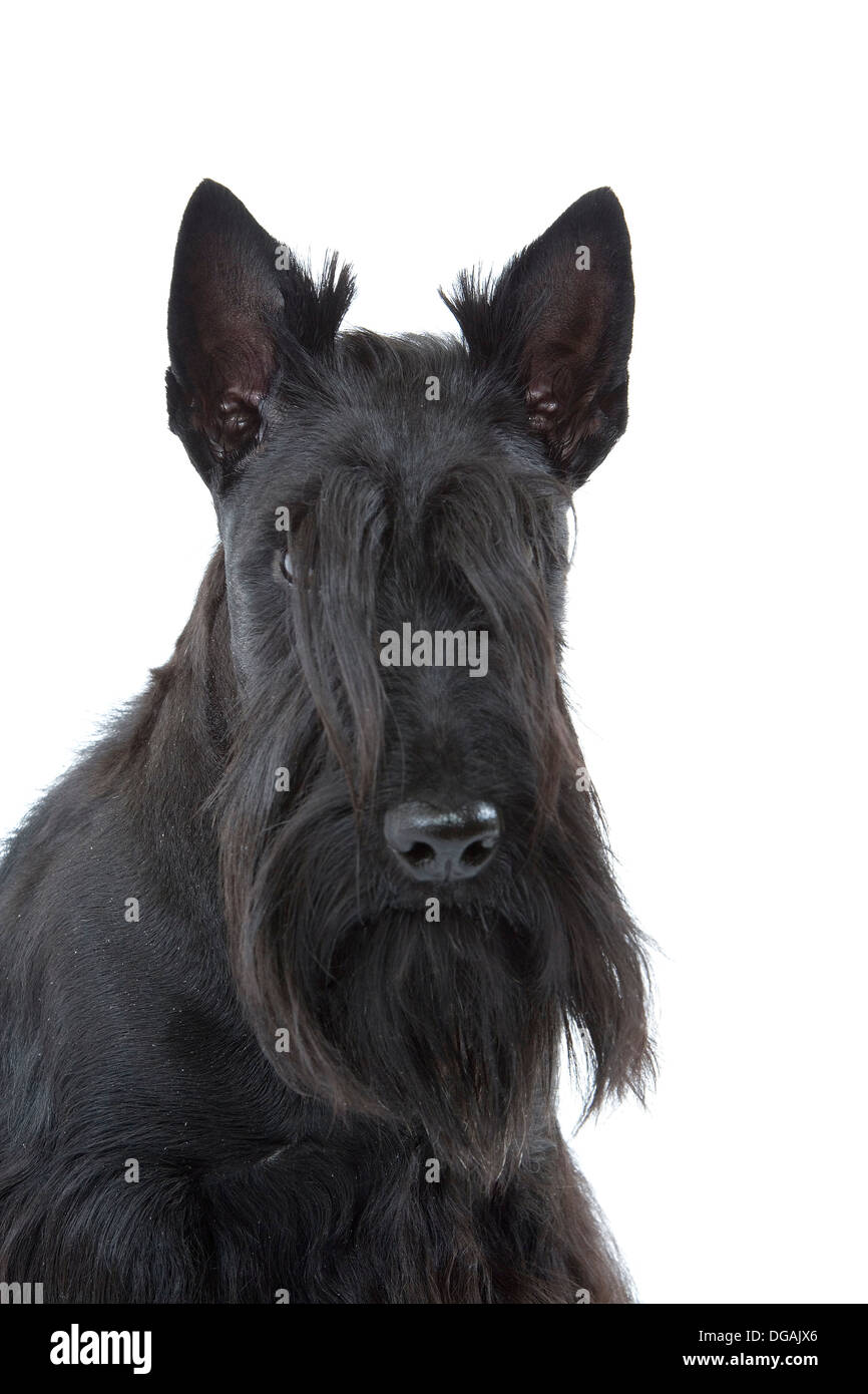 Scottish terrier Stock Photo