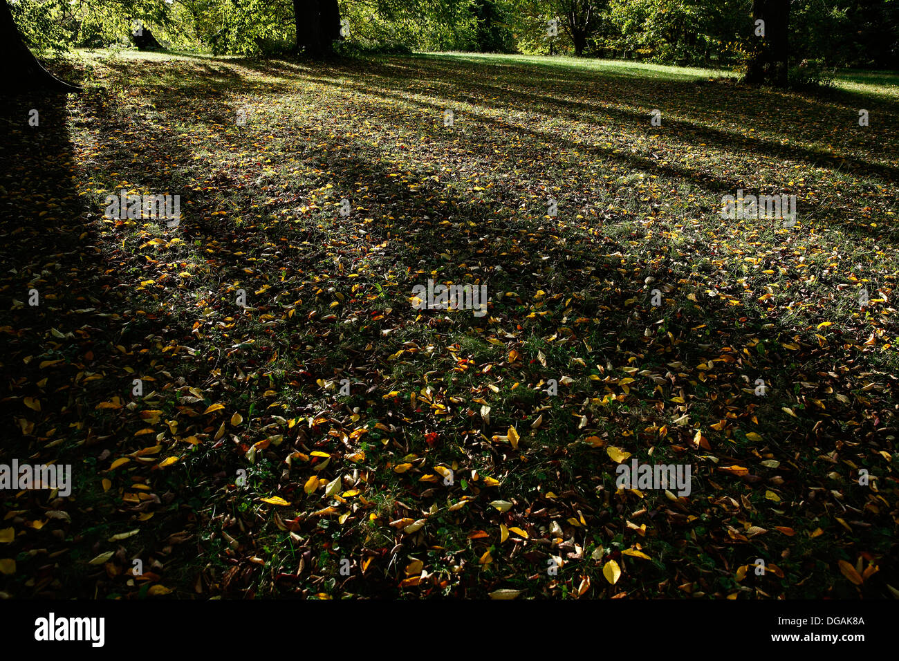 Arnold Arboretum, Boston, Massachusetts, USA Stock Photo - Alamy