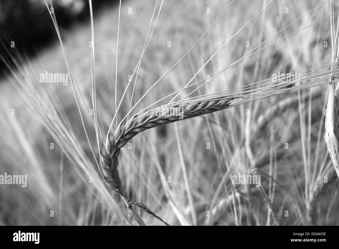 Summer ripening Wheat fields, Norfolk County, England; Britain; UK Stock Photo