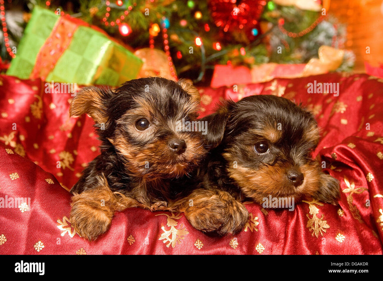 Yorkshire fir tree hi-res stock photography and images - Alamy